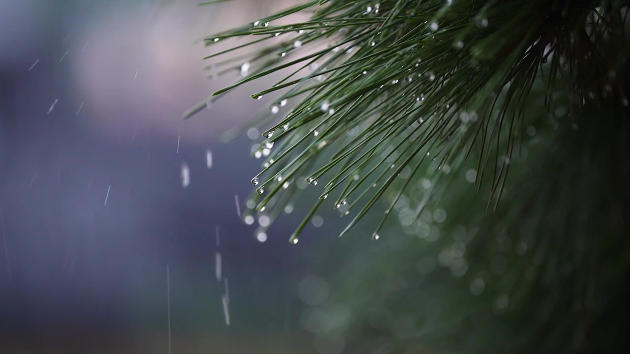 下雨天黑松针叶上的雨露水滴视频购买