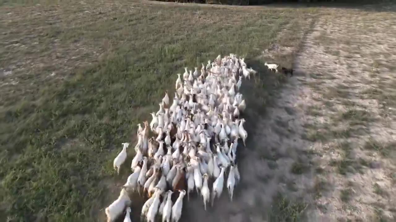 羊群视频下载