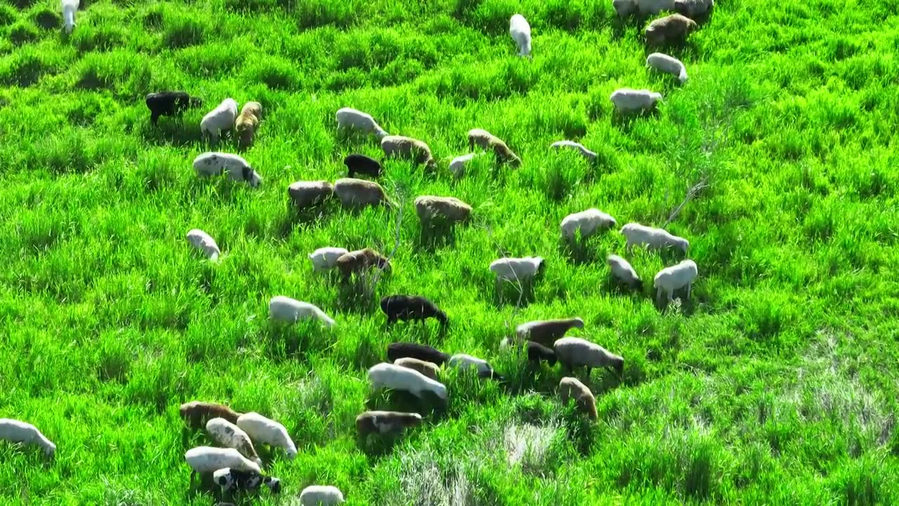 羊群视频素材