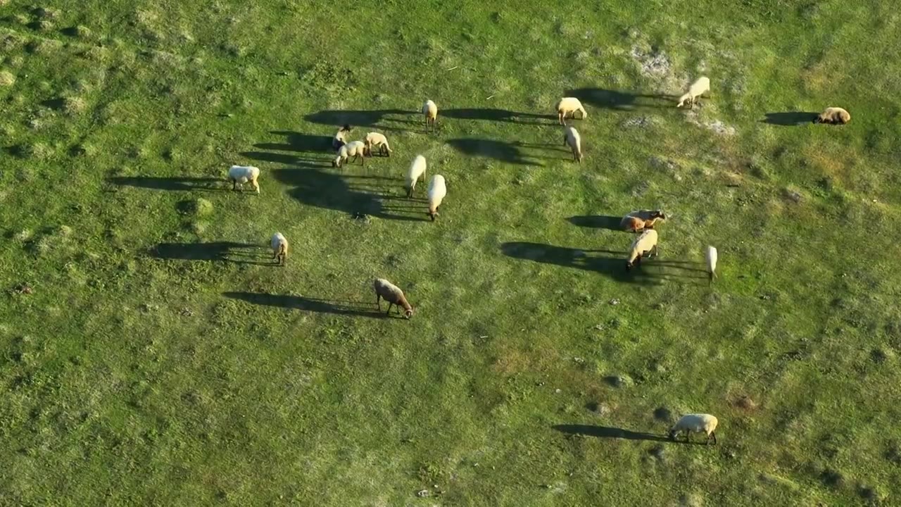 高原牧场视频素材