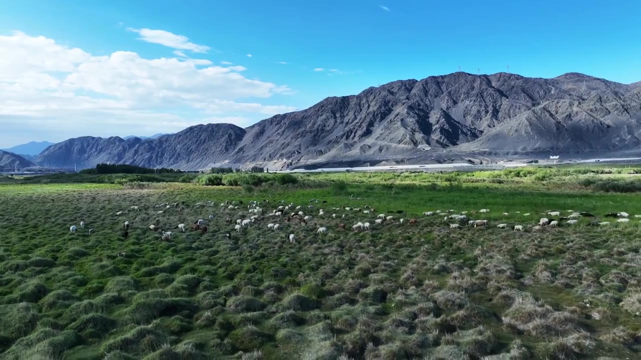 牛群羊群视频素材