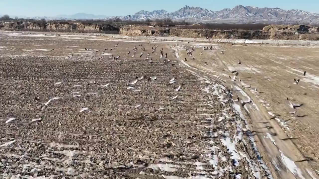 河北怀来官厅水库国家湿地公园灰鹤飞翔慢镜头视频素材