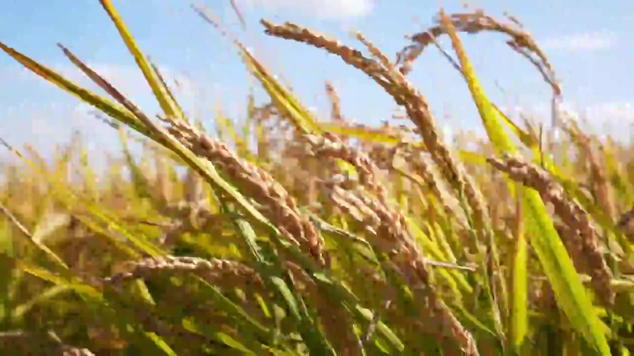秋天成熟的水稻稻穗视频下载