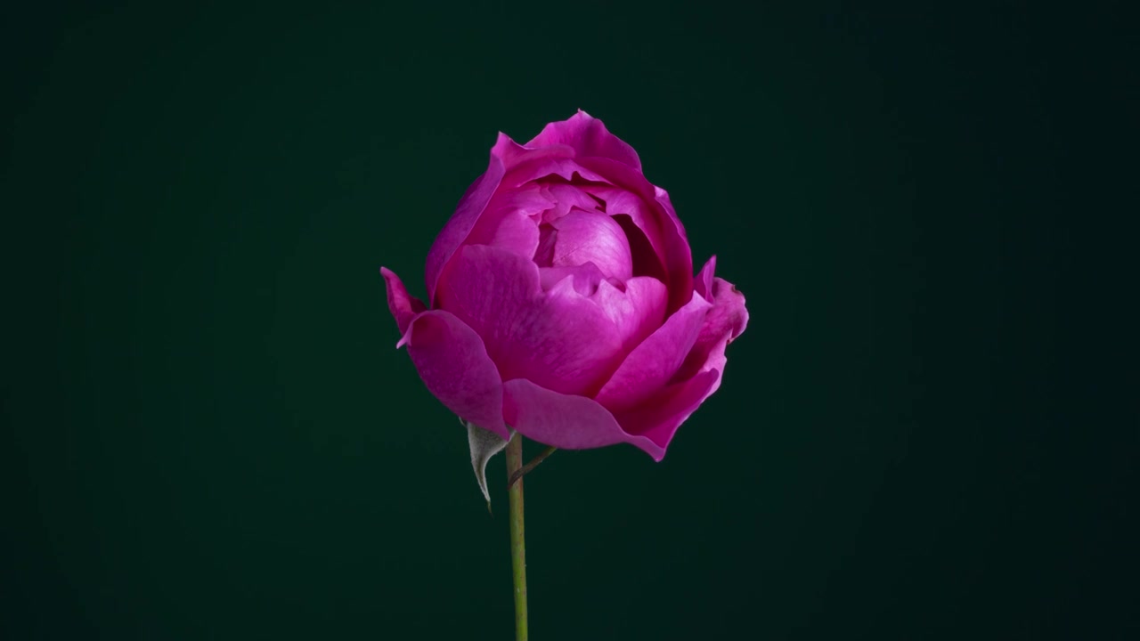 玫瑰蔷薇花开放过程延时摄影视频下载