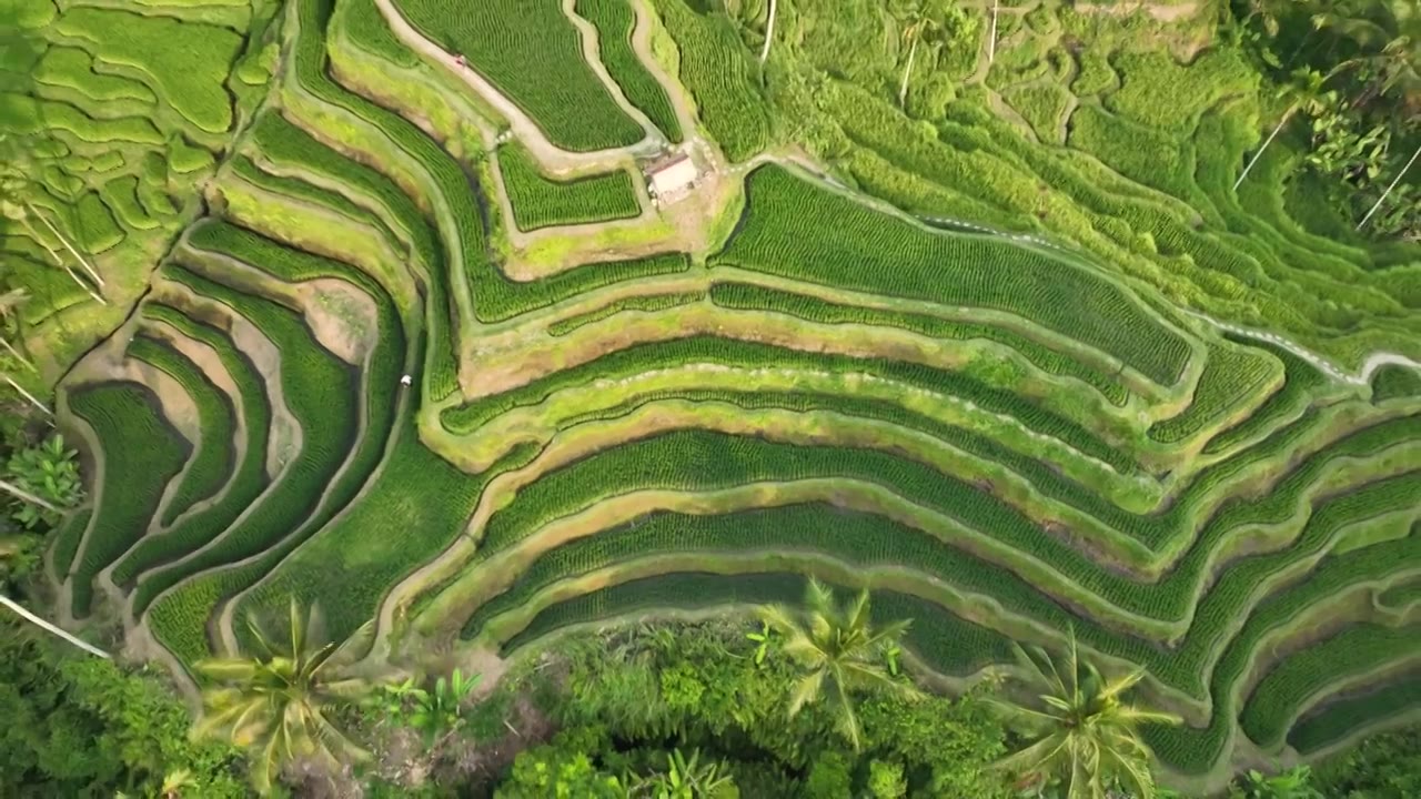 原创 印尼巴厘岛德格拉朗梯田航拍自然景观视频下载
