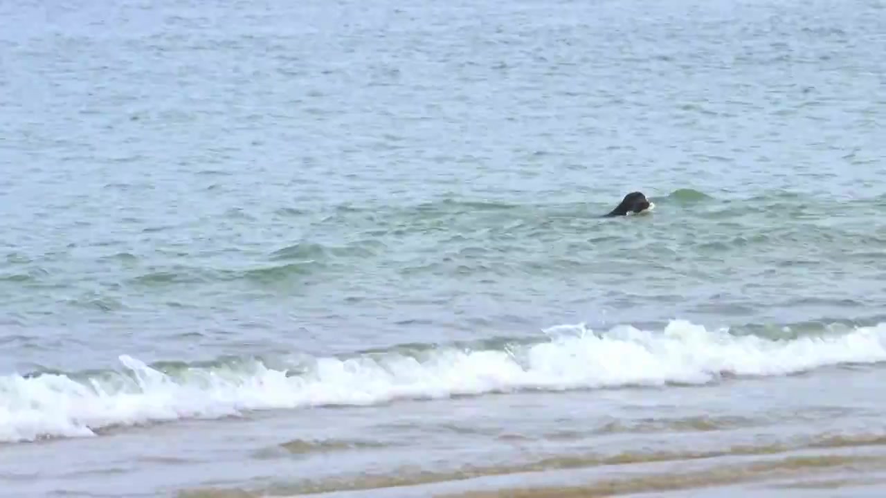 福建漳州东山岛海边的拉布拉多在玩水8K视频下载