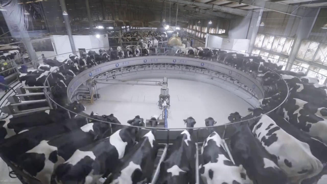 奶牛场奶牛自动挤牛奶视频下载