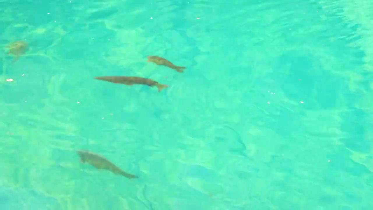 鱼视频下载