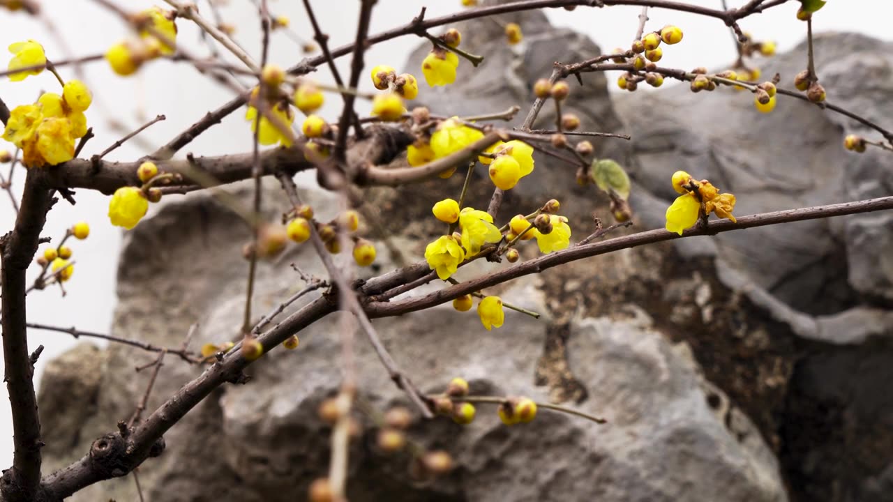 南京夫子庙瞻园的古风腊梅花开放视频素材