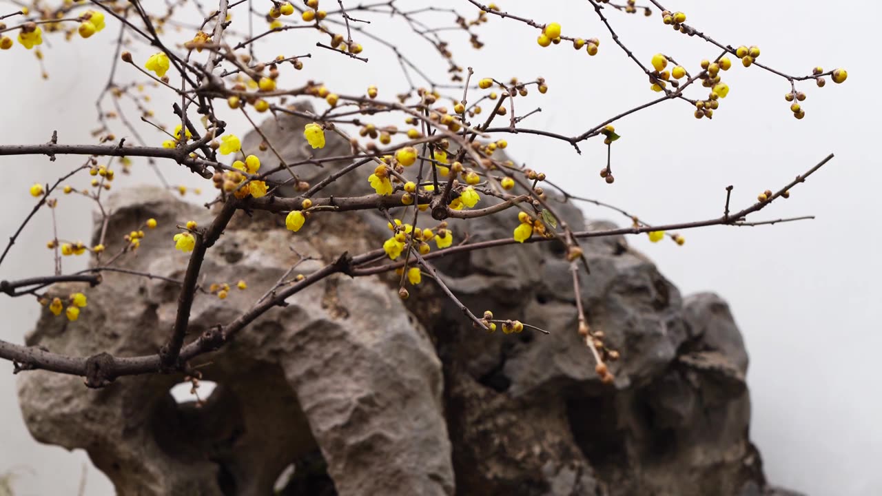 南京夫子庙瞻园的古风腊梅花开放视频素材