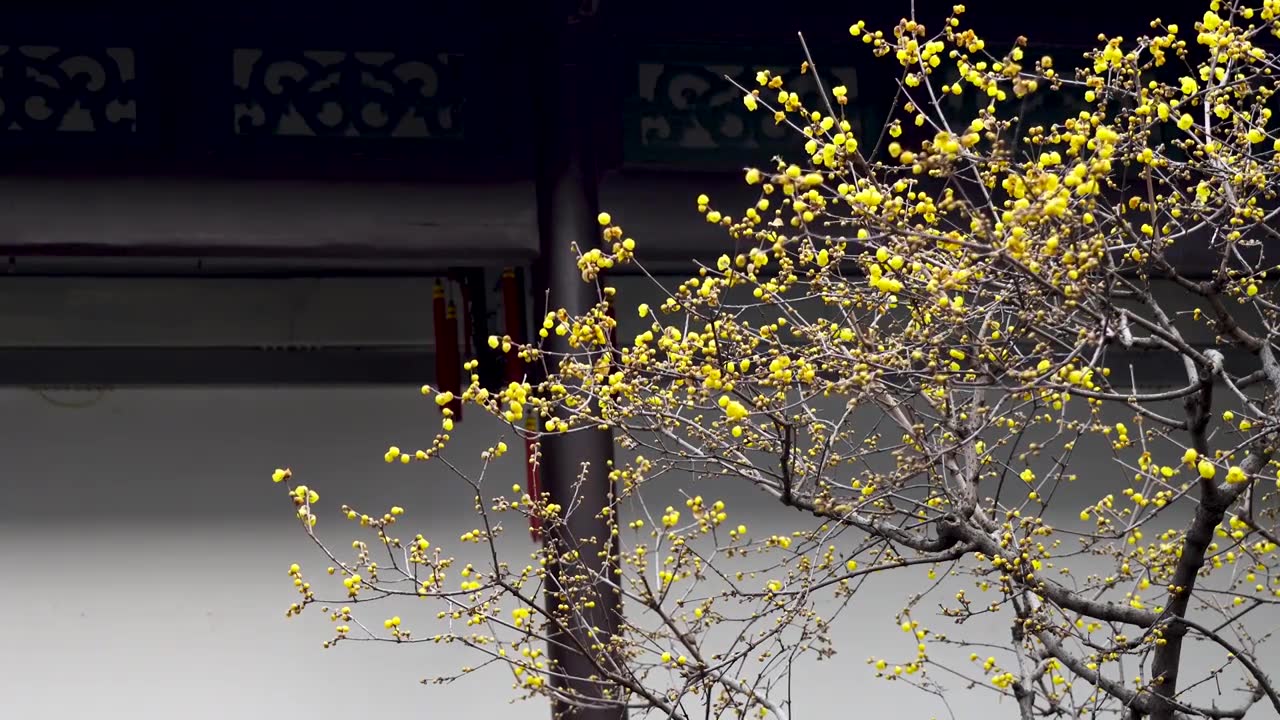 南京夫子庙瞻园古风建筑屋檐下的腊梅花开放视频素材