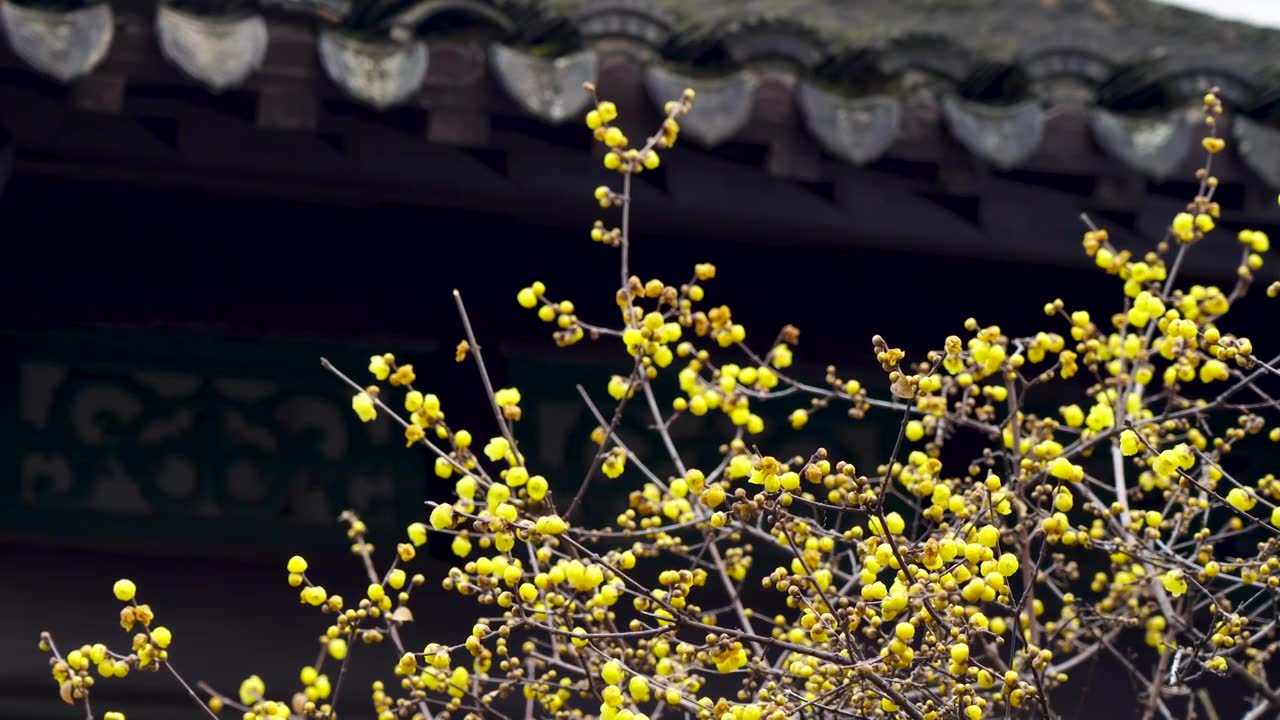 南京夫子庙瞻园古风建筑屋檐下的腊梅花视频素材
