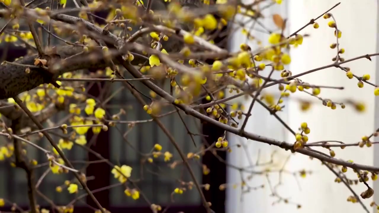 南京夫子庙瞻园古风窗前的腊梅花开视频素材
