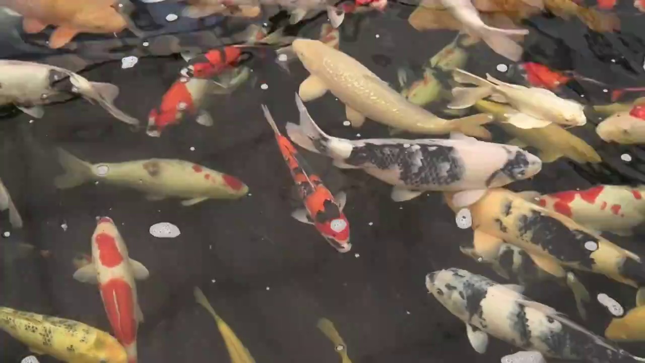 山东枣庄山亭区桑村镇白庄村养殖的观赏鱼锦鲤视频下载