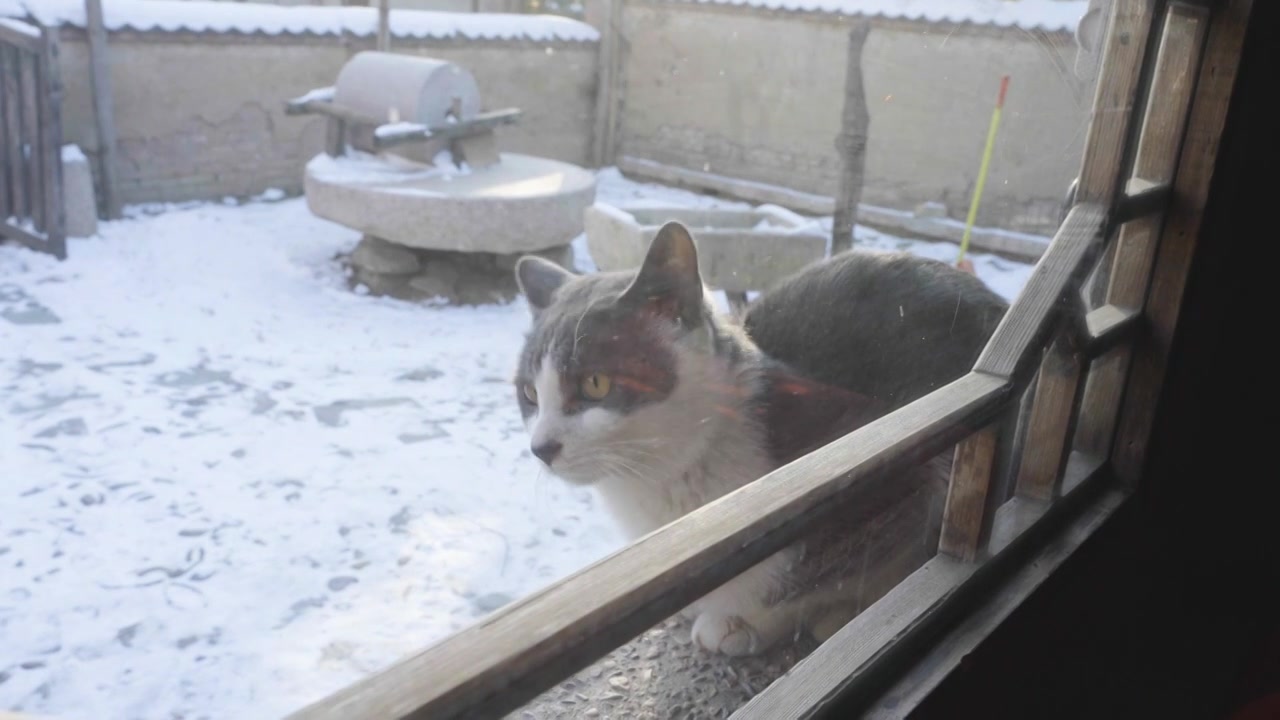 猫在窗外探头观望冬季视频下载