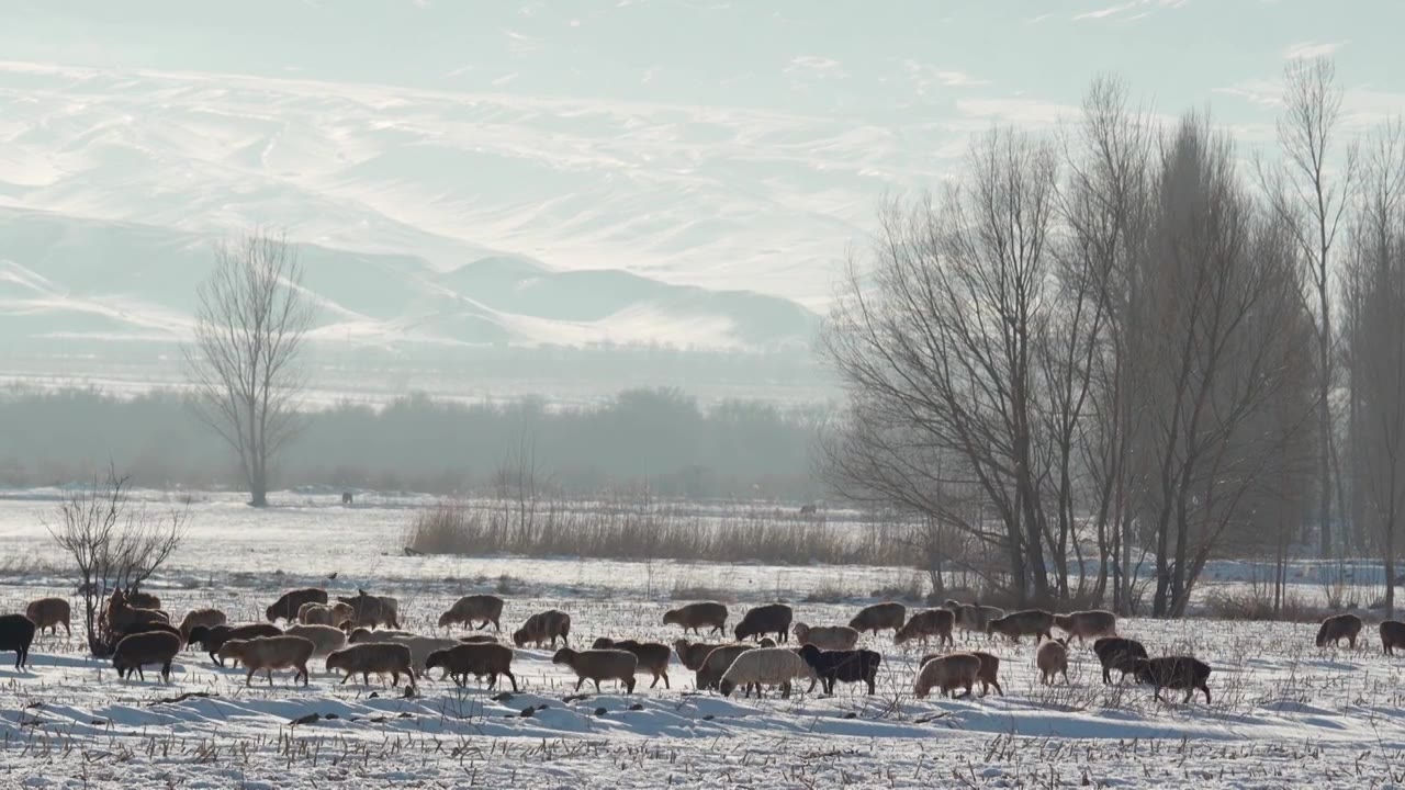 冬天雪地上吃草的羊群视频下载