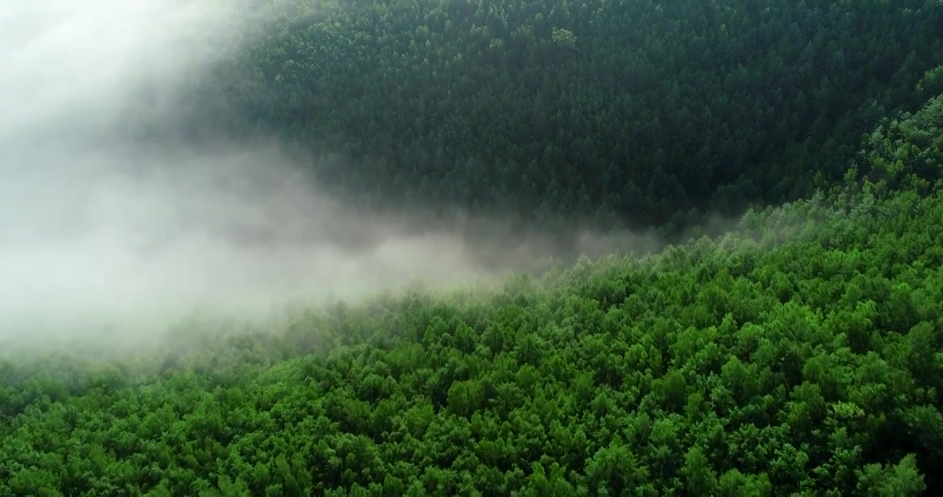 航拍大兴安岭森林云雾视频素材
