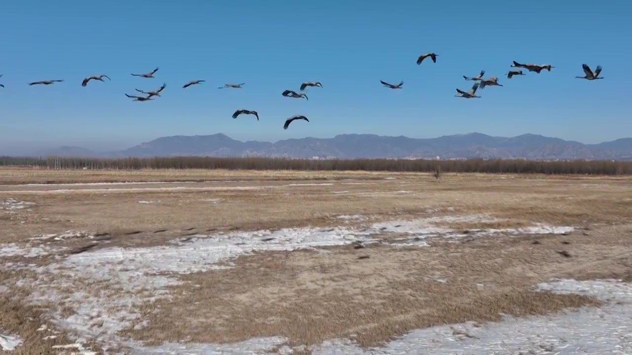 河北怀来官厅水库国家湿地公园灰鹤飞翔慢镜头视频素材