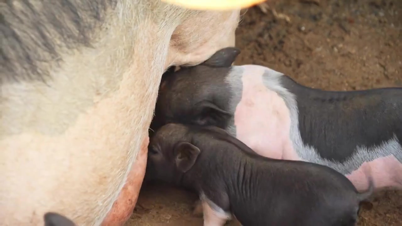 临高黑猪小猪仔围在母猪周围喝奶视频下载