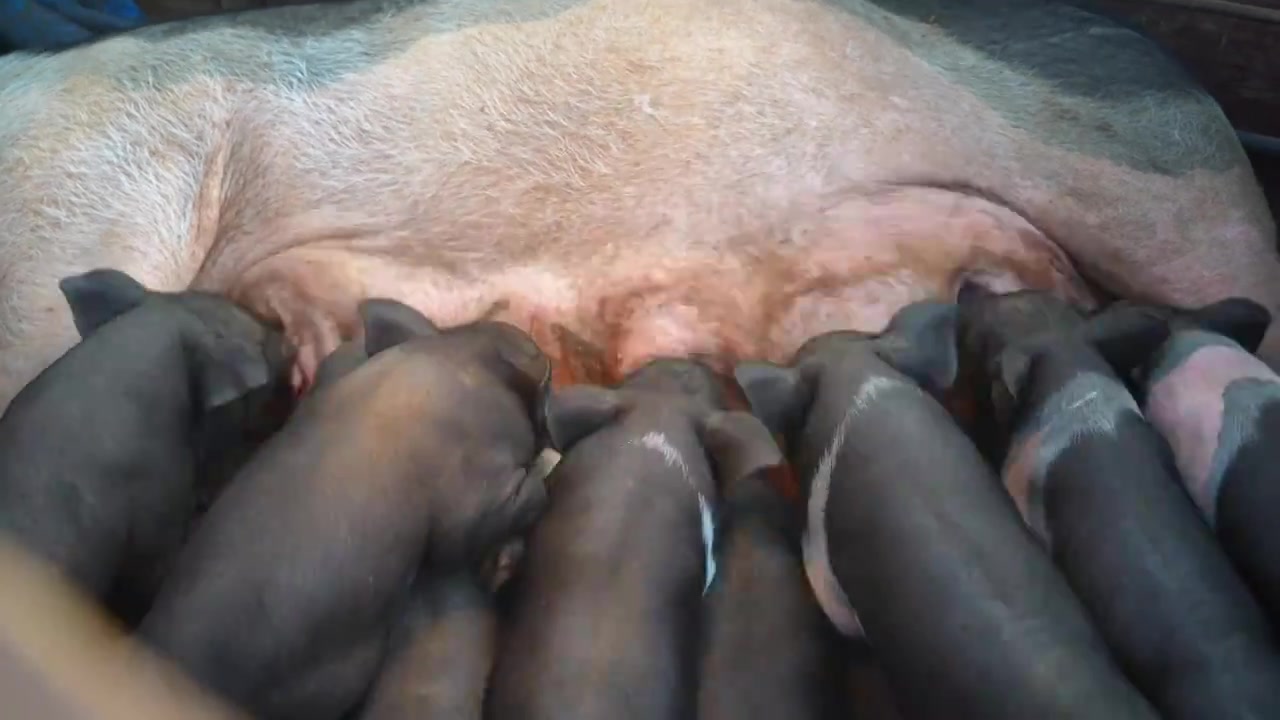 临高黑猪小猪仔围在母猪周围喝奶视频下载