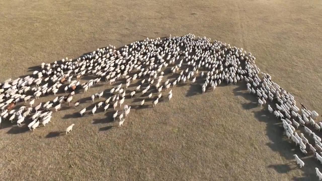 航拍呼伦贝尔秋季牧场羊群视频下载