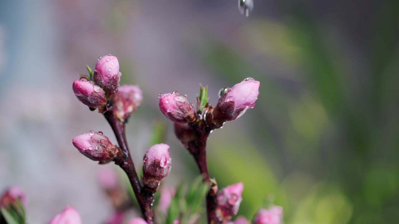 4K春雨滴在桃花花苞上升格慢动作特写视频素材