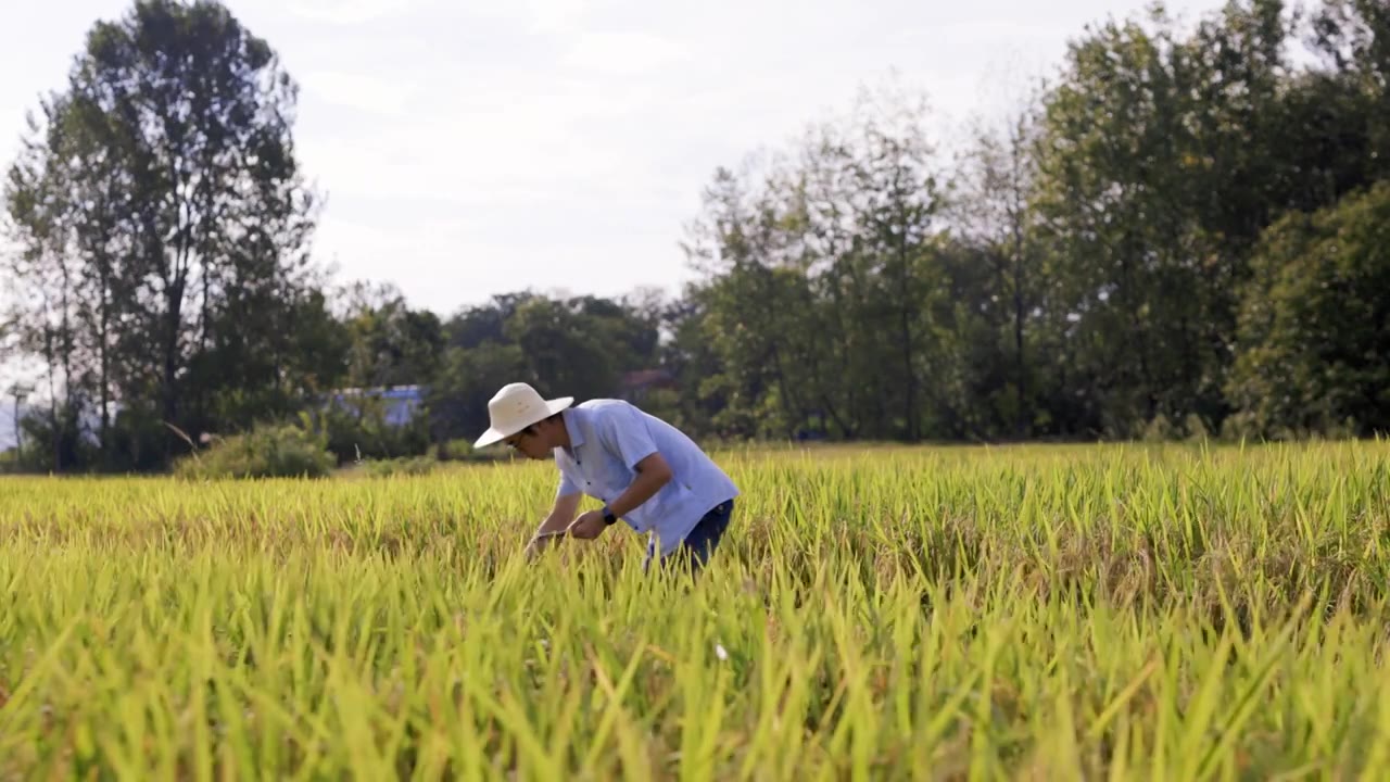 4K水稻种植丰收农民研究员专家检查视频素材