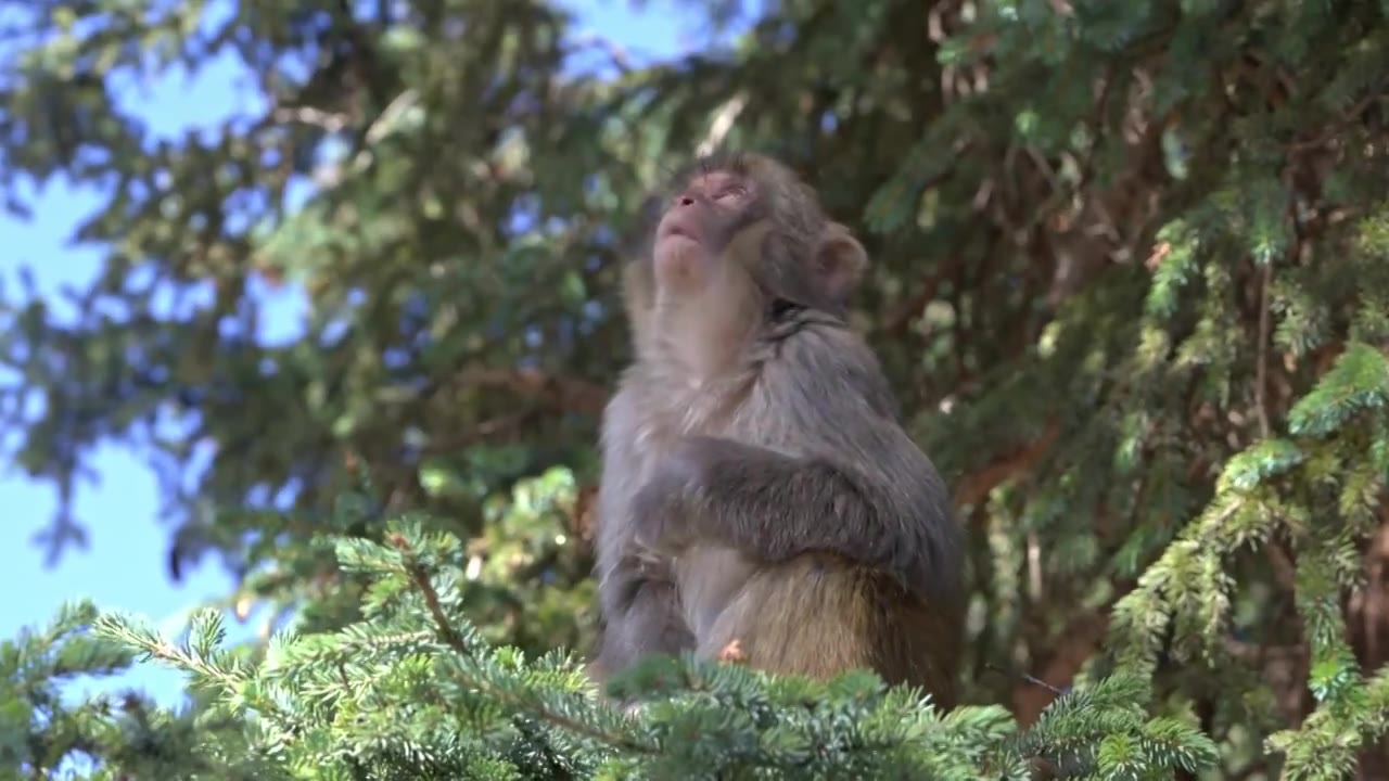 西藏东南地区昌都地区的野生藏猕猴表情和动作特写视频下载