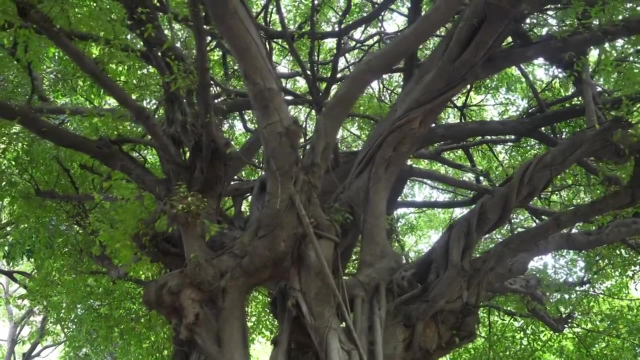 茂盛大榕树视频下载