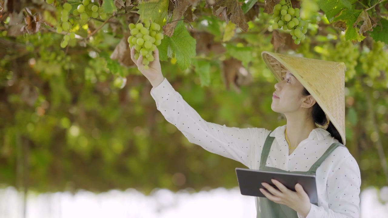 年轻女性农场主使用平板电脑管理葡萄果园视频素材