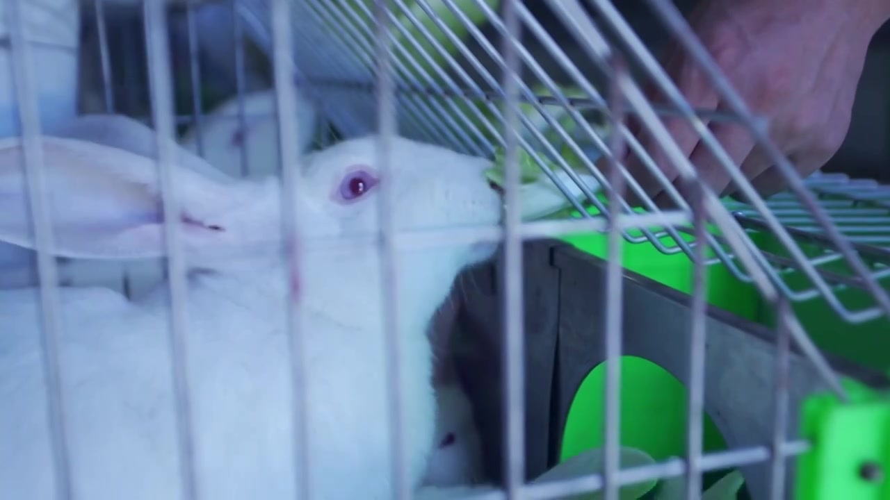 兔子养殖基地视频下载