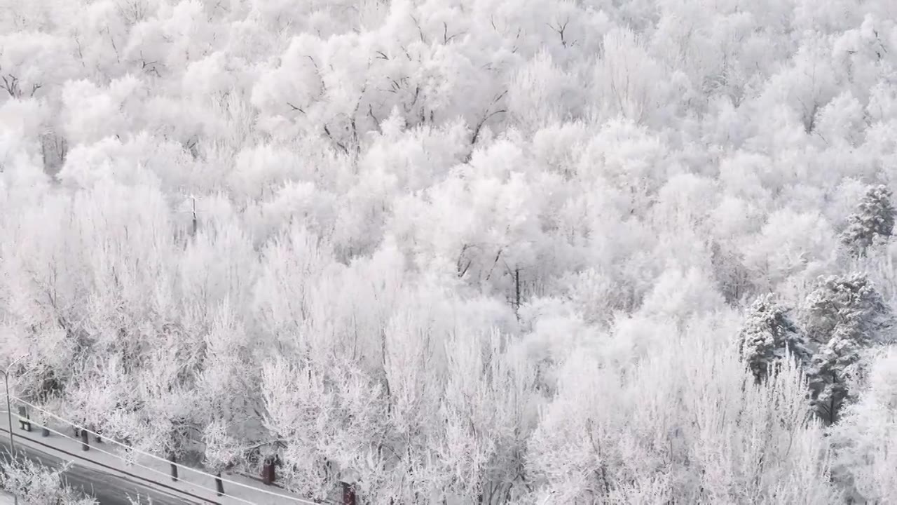 东北清晨雾凇树挂雪花飘落航拍60P视频下载