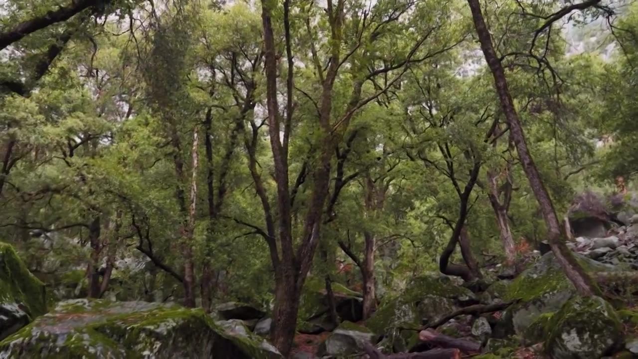 优胜美地谷国家公园茂密绿色森林视频下载