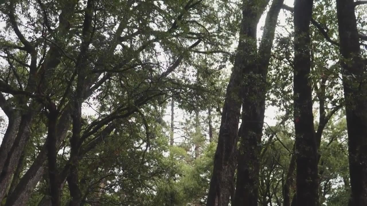 优胜美地谷国家公园茂密绿色森林视频下载