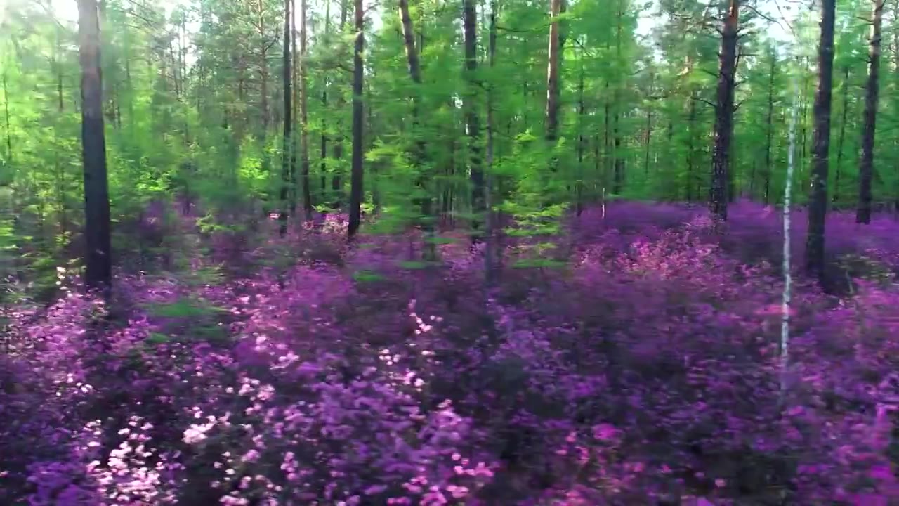 大兴安岭杜鹃花盛开的森林视频下载