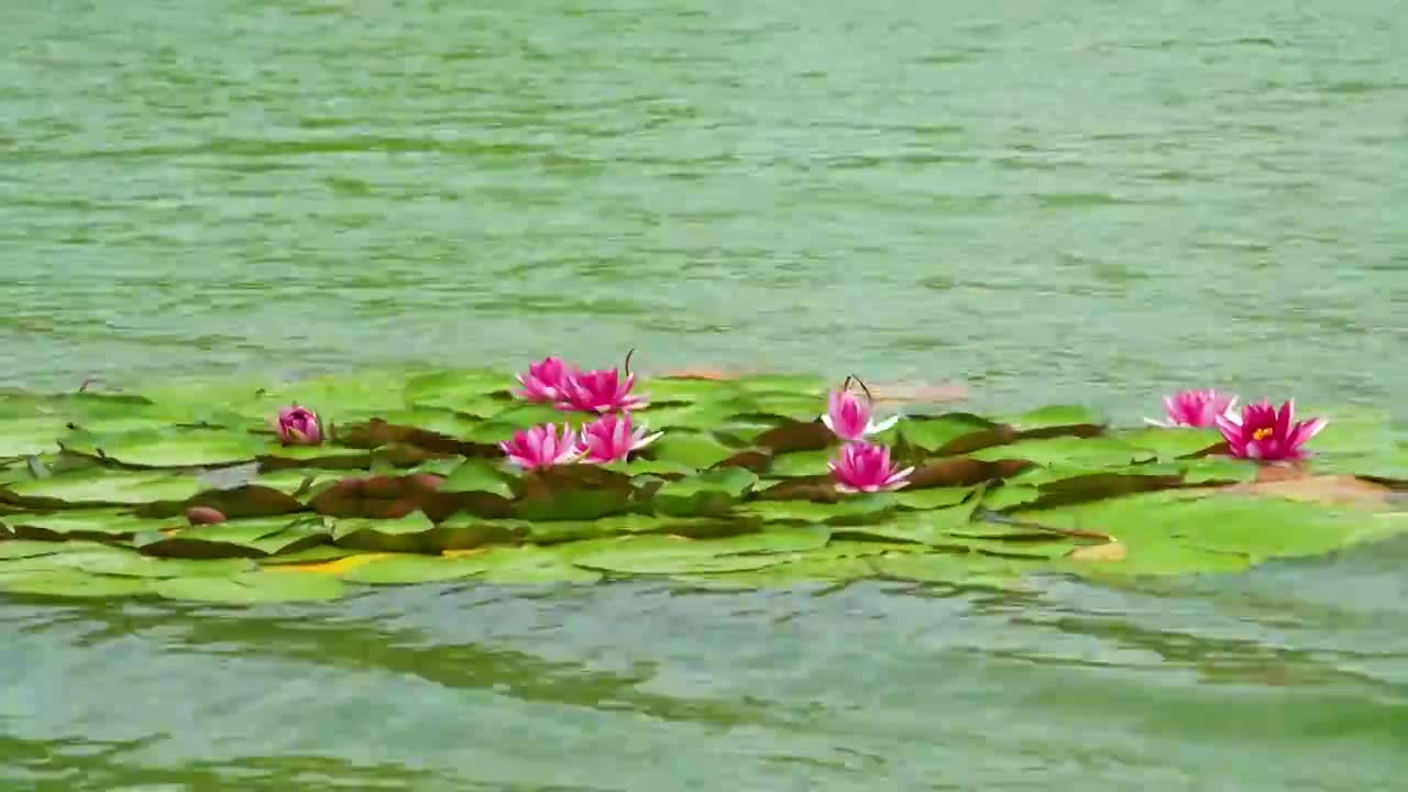 4k湖面睡莲花朵视频素材