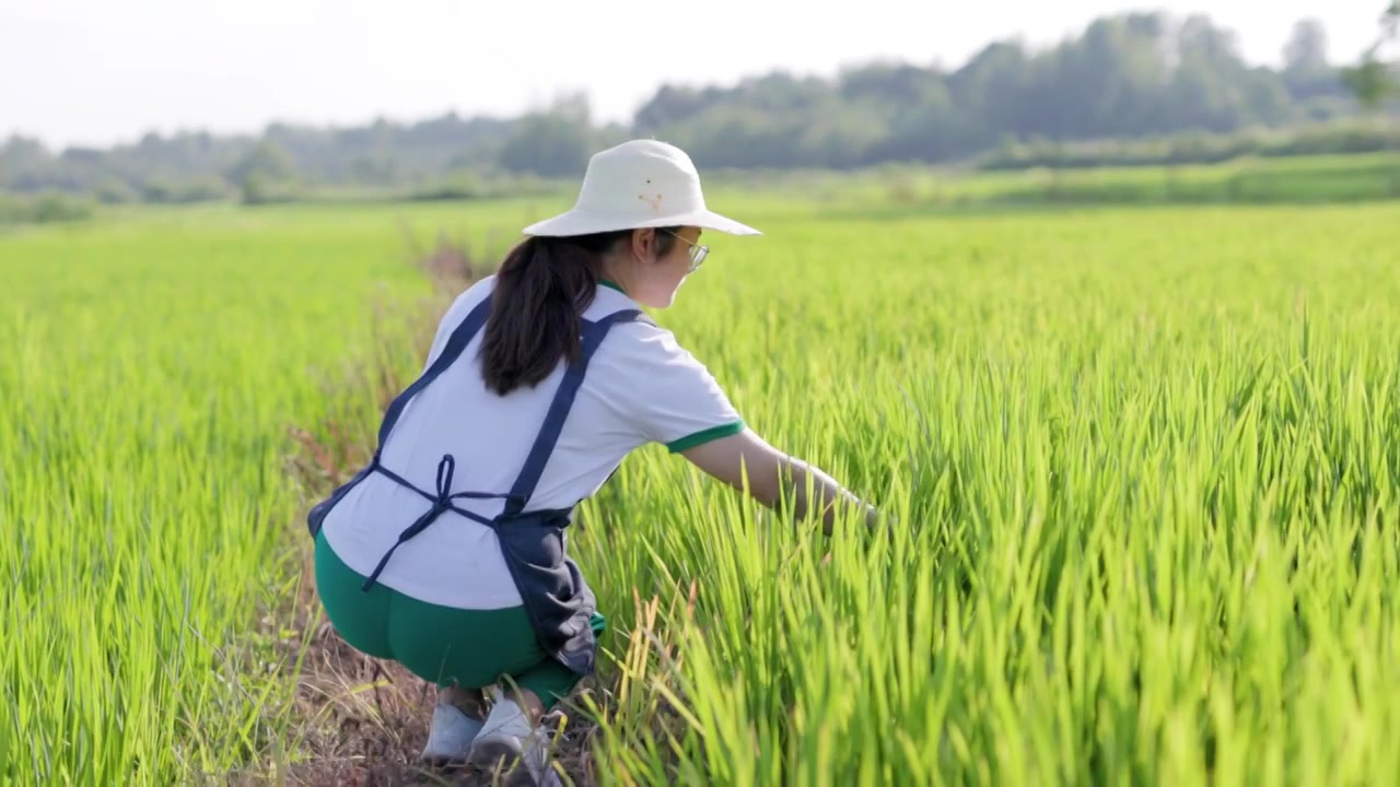 4K年轻女性使用平板电脑检查水稻生长情况视频素材