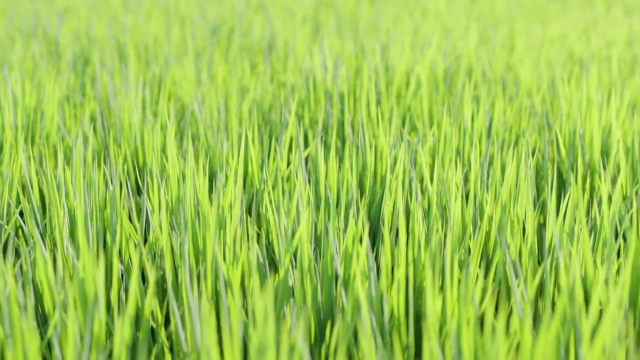 4K阳光下的水稻秧苗视频素材