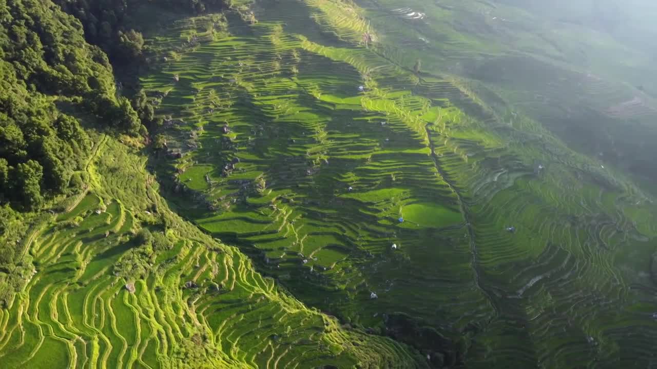 绿色梯田农业稻田种植航拍4k视频下载