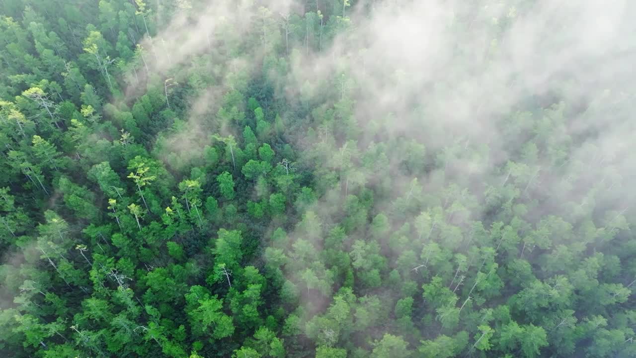 绝美森林鸟瞰绿肺迷雾晨雾朝阳多镜头组合视频下载
