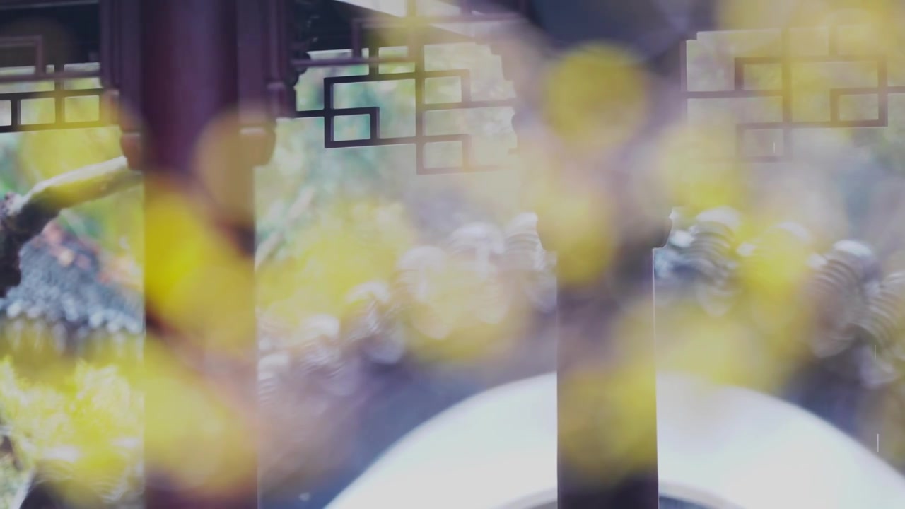 金陵第一园 南京瞻园蜡梅 园林 花 黄色视频素材