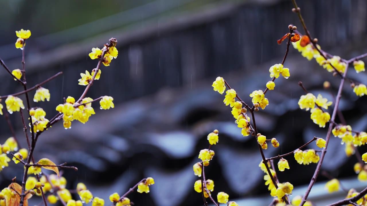 金陵第一园 南京瞻园蜡梅 园林 花 黄色视频素材