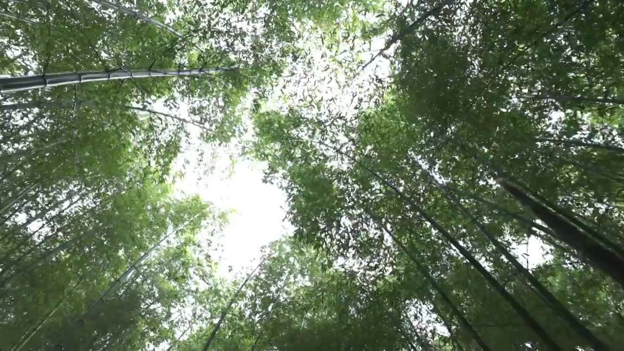 【合集】4K雨后竹林自然风光视频素材