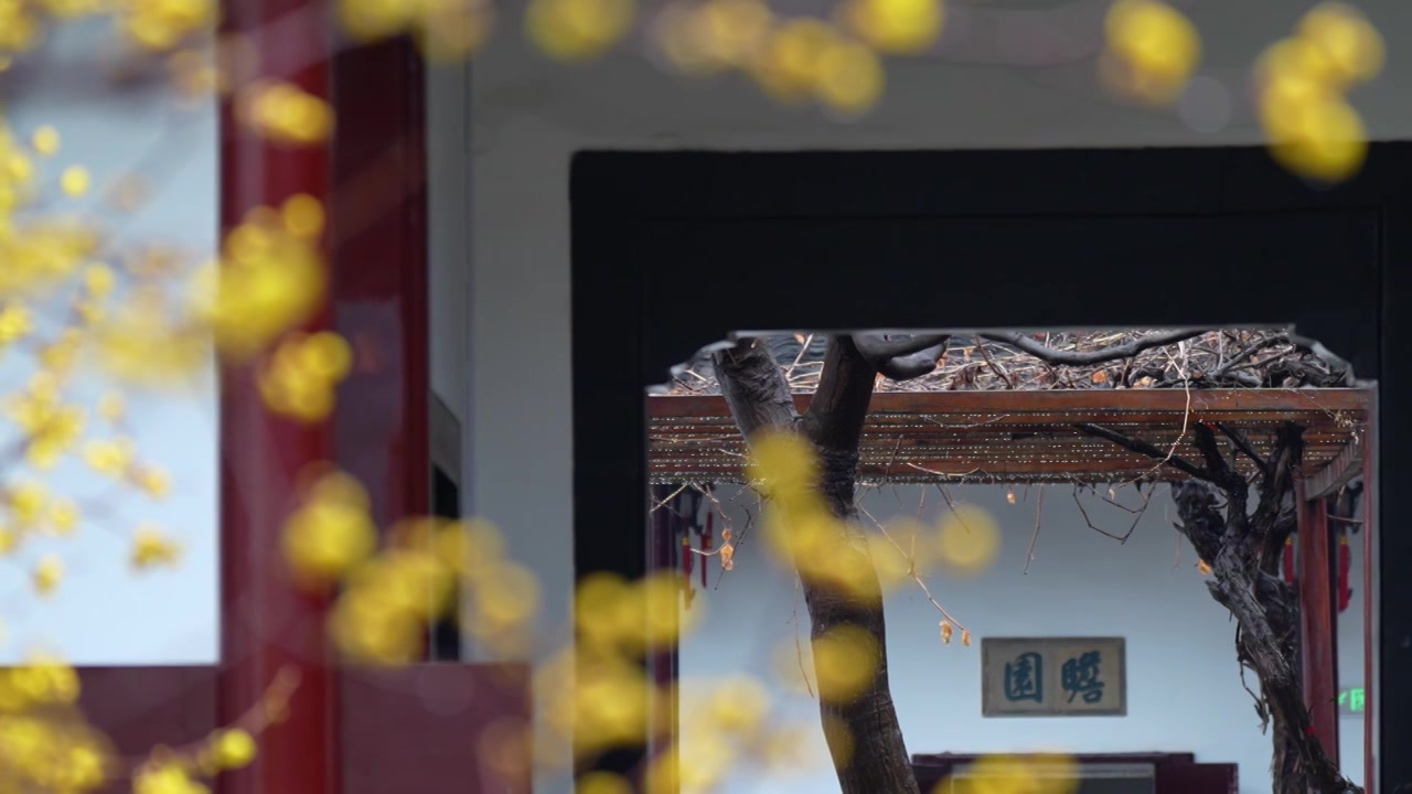 “金陵第一园”南京瞻园雨中蜡梅飘香 园林下雨 雨滴视频素材