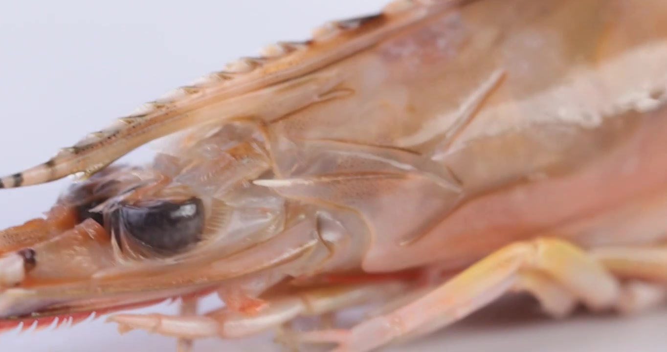 【正版素材】海鲜虾头白背景特写旋转视频素材