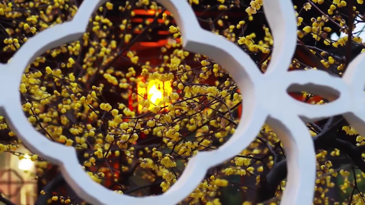 南京瞻园雨中蜡梅花开 窗户灯笼 传统文化 古风 夜晚视频素材