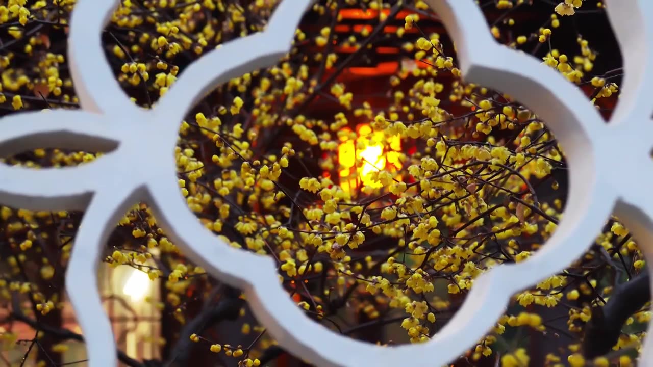 南京瞻园雨中蜡梅花开 窗户灯笼 传统文化 古风 夜晚视频素材