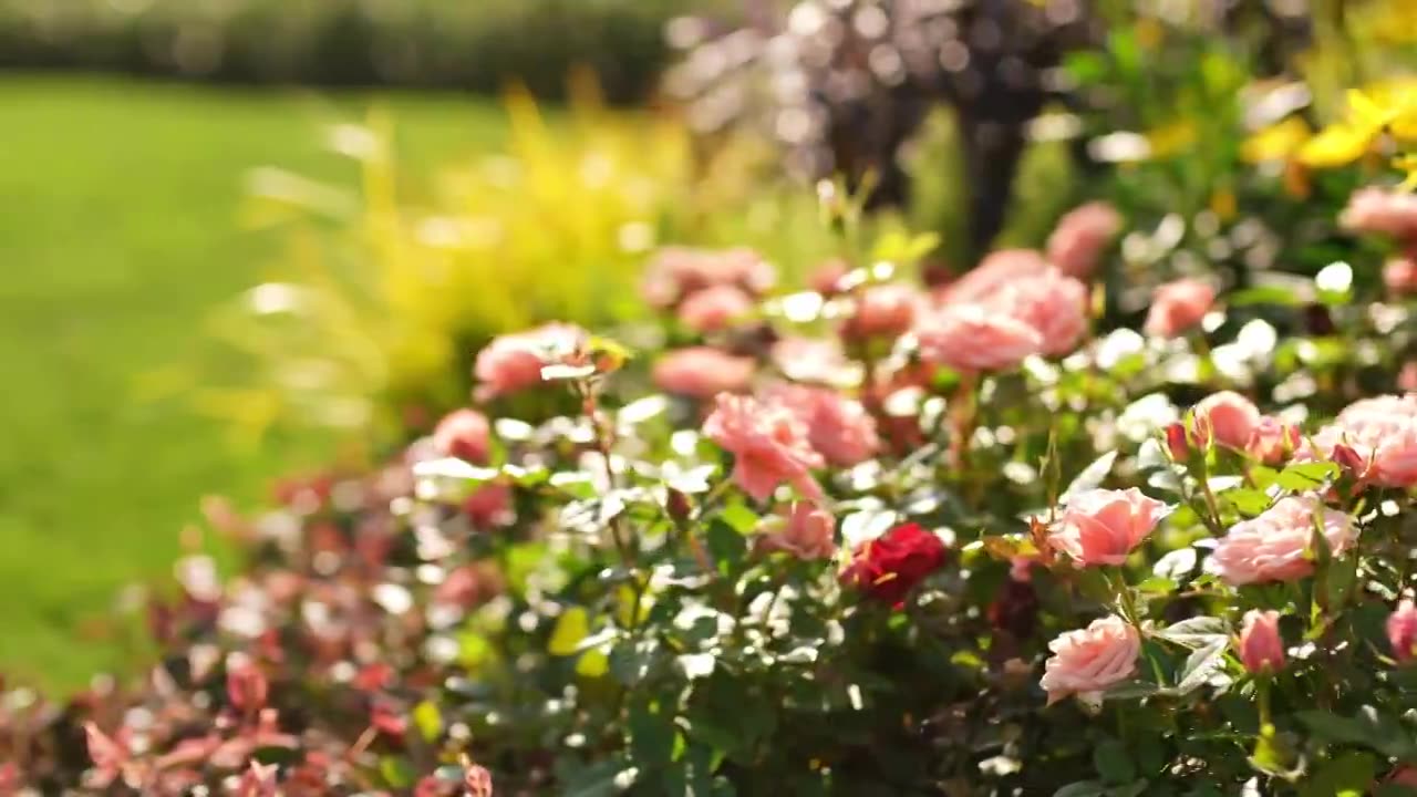 阳光下公园花坛中的花草视频下载