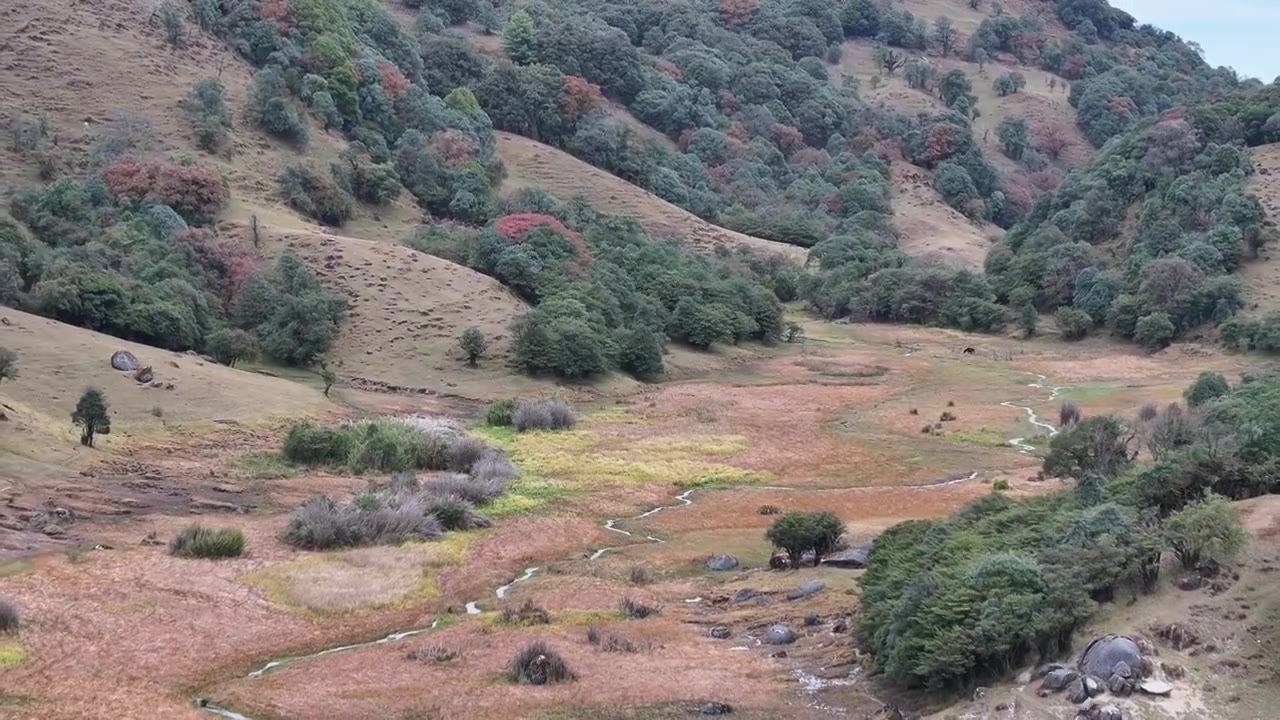 德宏州芒市秋天的高山湿地草场视频下载