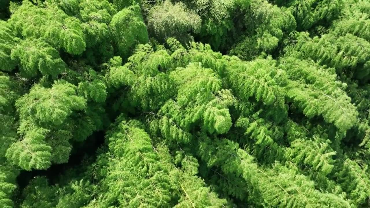 4K绿色竹林自然风景航拍视频下载